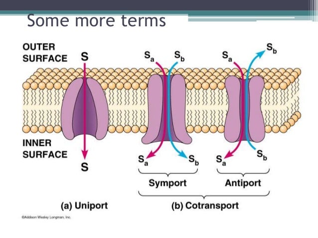 Membrane transport