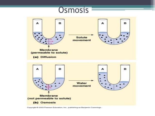 membrane transport what type of transport is osmosis