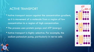 ACTIVE TRANSPORT 
•Active transport occurs against the concentration gradient, so it is movement of a molecule from a region of low concentration to a region of high concentration 
•The process uses protein pumps and ATP (energy) 
•Active transport is highly selective. For example, the sodium-potassium pump, particularly in nerve cells  