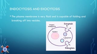 ENDOCYTOSIS AND EXOCYTOSIS 
•The plasma membrane is very fluid and is capable of folding and breaking off into vesicles.  