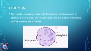 EXOCYTOSIS 
•The vesicle membrane fuses with the plasma membrane, and its contents are secreted. The vesicle fuses with the plasma membrane, and its contents are expelled.  