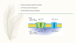 – Active transport system includes-
– i) Primary active transport
– ii) Secondary active transport
 