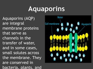 Aquaporins
Aquaporins (AQP)
are integral
membrane proteins
that serve as
channels in the
transfer of water,
and in some cases,
small solutes across
the membrane. They
are conserved in
bacteria, plants, and
 