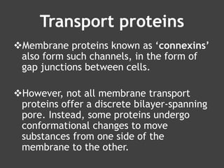 Transport proteins
Membrane proteins known as ‘connexins’
also form such channels, in the form of
gap junctions between cells.
However, not all membrane transport
proteins offer a discrete bilayer-spanning
pore. Instead, some proteins undergo
conformational changes to move
substances from one side of the
membrane to the other.
 