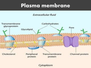 Plasma membrane
 