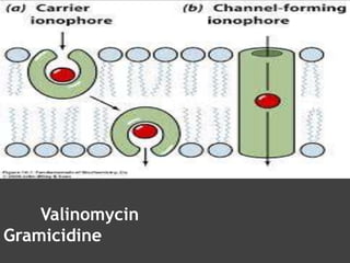 Valinomycin
Gramicidine
 