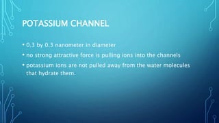 POTASSIUM CHANNEL
• 0.3 by 0.3 nanometer in diameter
• no strong attractive force is pulling ions into the channels
• potassium ions are not pulled away from the water molecules
that hydrate them.
 