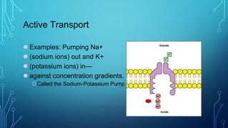 Active Transport
 Examples: Pumping Na+
 (sodium ions) out and K+
 (potassium ions) in—
 against concentration gradients.
Called the Sodium-Potassium Pump
 