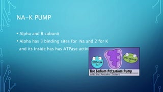 NA-K PUMP
• Alpha and B subunit
• Alpha has 3 binding sites for Na and 2 for K
and its Inside has has ATPase activity
 