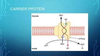 CARRIER PROTEIN
 