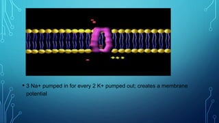 • 3 Na+ pumped in for every 2 K+ pumped out; creates a membrane
potential
 