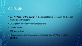 CA PUMP
• Ca2+-ATPase (or Ca2+ pump) in the sarcoplasmic reticulum (SR) or cell
membranes transports
• Ca2+ against an electrochemical gradient.
• Carrier protein
• ATPase activity
• ■■ Sarcoplasmic and endoplasmic reticulum Ca2+-ATPase is called
SERCA.
 