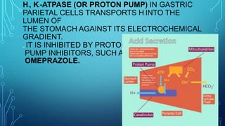 H+, K+-ATPASE (OR PROTON PUMP) IN GASTRIC
PARIETAL CELLS TRANSPORTS H+ INTO THE
LUMEN OF
THE STOMACH AGAINST ITS ELECTROCHEMICAL
GRADIENT.
■■ IT IS INHIBITED BY PROTON
PUMP INHIBITORS, SUCH AS
OMEPRAZOLE.
 