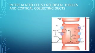INTERCALATED CELLS LATE DISTAL TUBULES
AND CORTICAL COLLECTING DUCTS
 