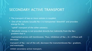 SECONDARY ACTIVE TRANSPORT
• The transport of two or more solutes is coupled.
• One of the solutes (usually Na+) is transported “downhill” and provides
energy for the
“uphill” transport of the other solute(s).
• Metabolic energy is not provided directly but indirectly from the Na+
gradient that is
maintained across cell membranes. Thus, inhibition of Na+, K+-ATPase will
decrease
transport of Na+ out of the cell, decrease the transmembrane Na+ gradient,
and eventually
inhibit secondary active transport.
 