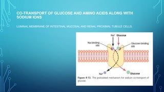 CO-TRANSPORT OF GLUCOSE AND AMINO ACIDS ALONG WITH
SODIUM IONS
LUMINAL MEMBRANE OF INTESTINAL MUCOSAL AND RENAL PROXIMAL TUBULE CELLS.
 