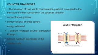 COUNTER TRANSPORT
• • The transport of Na+ via its concentration gradient is coupled to the
transport of other substance in the opposite direction
• concentration gradient
• conformational change occurs
• energy released
• Sodium-Hydrogen counter transport in the proximal tubule of the
kidneys
• Sodium-Calcium exchanger in the
• cardiac cells
 