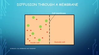 DIFFUSION THROUGH A MEMBRANE
AS BIOLOGY, CELL MEMBRANES AND TRANSPORT 6
Cell membrane
Inside cell Outside cell
 