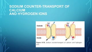 SODIUM COUNTER-TRANSPORT OF
CALCIUM
AND HYDROGEN IONS
 