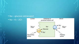 • Na+-glucose cotransport
• Na+–K+–2Cl–
 
