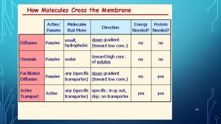 AS BIOLOGY, CELL MEMBRANES AND TRANSPORT 66
 