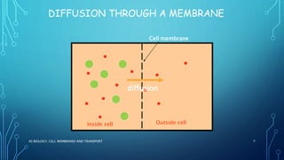 DIFFUSION THROUGH A MEMBRANE
AS BIOLOGY, CELL MEMBRANES AND TRANSPORT 7
Cell membrane
Inside cell Outside cell
diffusion
 