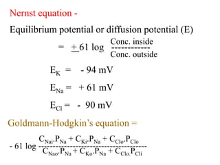 Equilibrium potential or diffusion potential (E)
= + 61 log ------------
Conc. inside
Conc. outside
EK = - 94 mV
ENa = + 61 mV
ECl = - 90 mV
Goldmann-Hodgkin’s equation =
- 61 log --------------------------------------
CNai.PNa + CKi.PNa + CClo.PClo
CNao.PNa + CKo.PNa + CClo.PCli
Nernst equation -
 