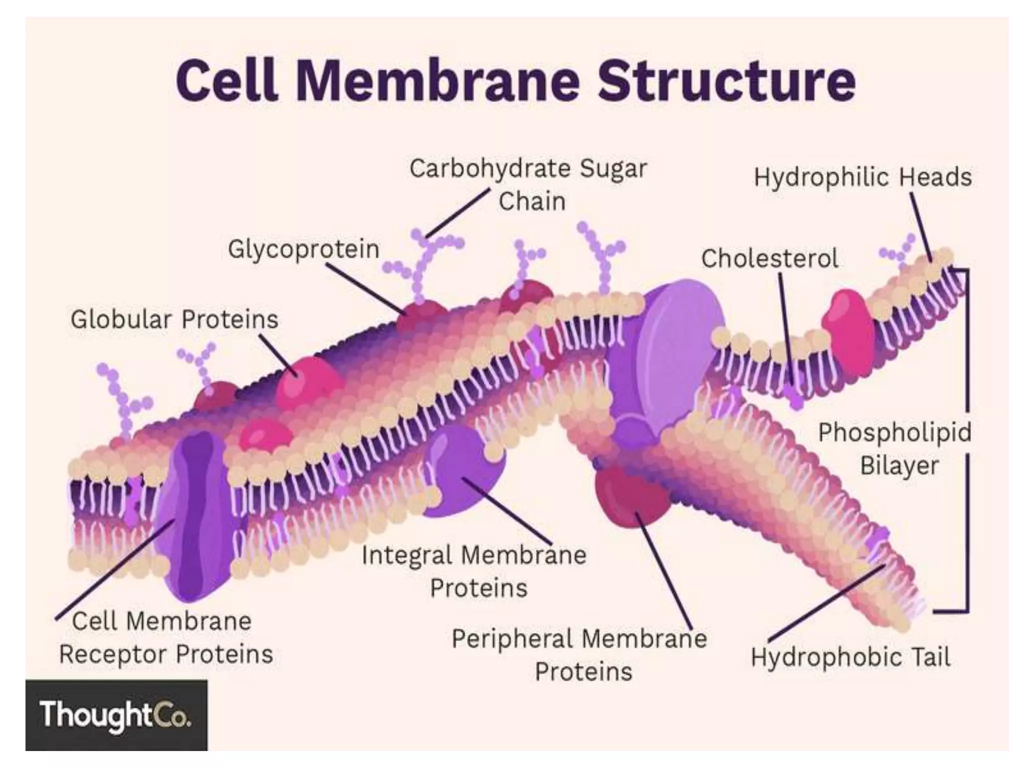 Membrane Transport pptx