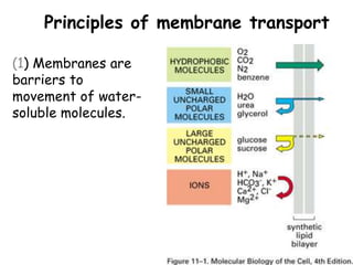 membrane transport.pptx