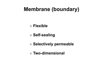 Membrane (boundary)
 Flexible
 Self-sealing
 Selectively permeable
 Two-dimensional
 
