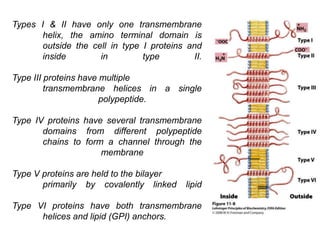Types I & II have only one transmembrane
helix, the amino terminal domain is
outside the cell in type I proteins and
inside in type II.
Type III proteins have multiple
transmembrane helices in a single
polypeptide.
Type IV proteins have several transmembrane
domains from different polypeptide
chains to form a channel through the
membrane
Type V proteins are held to the bilayer
primarily by covalently linked lipid
Type VI proteins have both transmembrane
helices and lipid (GPI) anchors.
 