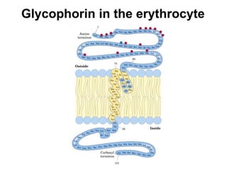 Glycophorin in the erythrocyte
 