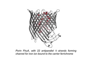 Porin FhuA, with 22 antiparallel  strands forming
channel for iron ion bound to the carrier ferrichrome
 