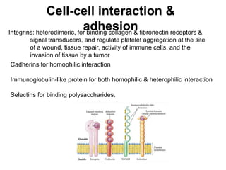 Cell-cell interaction &
adhesion
Integrins: heterodimeric, for binding collagen & fibronectin receptors &
signal transducers, and regulate platelet aggregation at the site
of a wound, tissue repair, activity of immune cells, and the
invasion of tissue by a tumor
Cadherins for homophilic interaction
Immunoglobulin-like protein for both homophilic & heterophilic interaction
Selectins for binding polysaccharides.
 