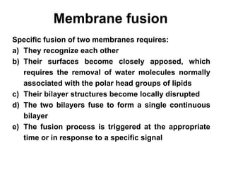 Membrane fusion
Specific fusion of two membranes requires:
a) They recognize each other
b) Their surfaces become closely apposed, which
requires the removal of water molecules normally
associated with the polar head groups of lipids
c) Their bilayer structures become locally disrupted
d) The two bilayers fuse to form a single continuous
bilayer
e) The fusion process is triggered at the appropriate
time or in response to a specific signal
 