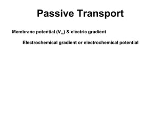 Passive Transport
Membrane potential (Vm) & electric gradient
Electrochemical gradient or electrochemical potential
 