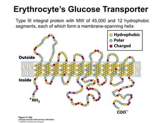 Erythrocyte’s Glucose Transporter
Type III integral protein with MW of 45,000 and 12 hydrophobic
segments, each of which form a membrane-spanning helix
 