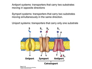 Antiport systems: transporters that carry two substrates
moving in opposite directions
Symport systems: transporters that carry two substrates
moving simultaneously in the same direction.
Uniport systems: transporters that carry only one substrate
 