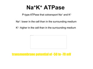 Na+K+ ATPase
P-type ATPase that cotransport Na+ and K+
Na+: lower in the cell than in the surrounding medium
K+: higher in the cell than in the surrounding medium
transmembrane potential of -50 to -70 mV
 