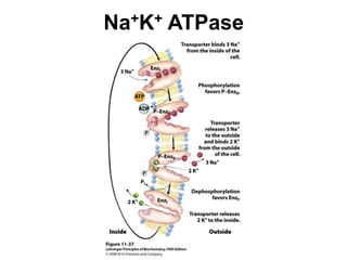 Na+K+ ATPase
 