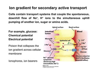 Ion gradient for secondary active transport
Cells contain transport systems that couple the spontaneous,
downhill flow of Na+, H+ ions to the simultaneous uphill
pumping of another ion, sugar or amino acids.
For example, glucose:
Chemical potential
Electrical potential
Poison that collapses the
ion gradient across cellular
membrane
Ionophores, ion bearers
 