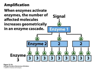 membrane transport.ppt