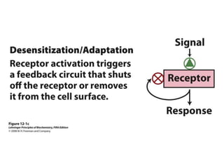 membrane transport.ppt