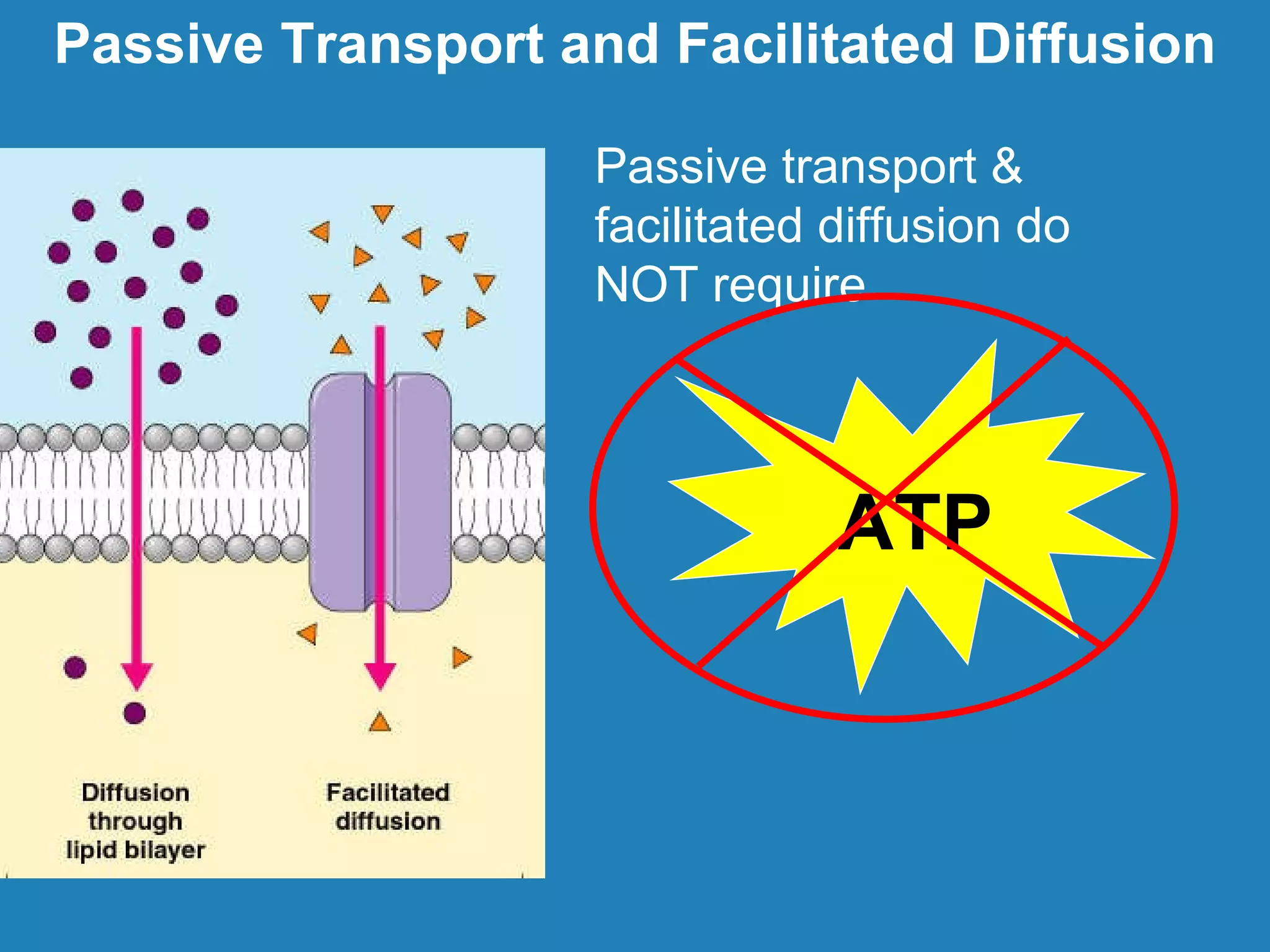 Membrane transport1 | PPT