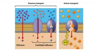 Comprehensive Overview of Membrane Transport Mechanisms in Cells | PDF