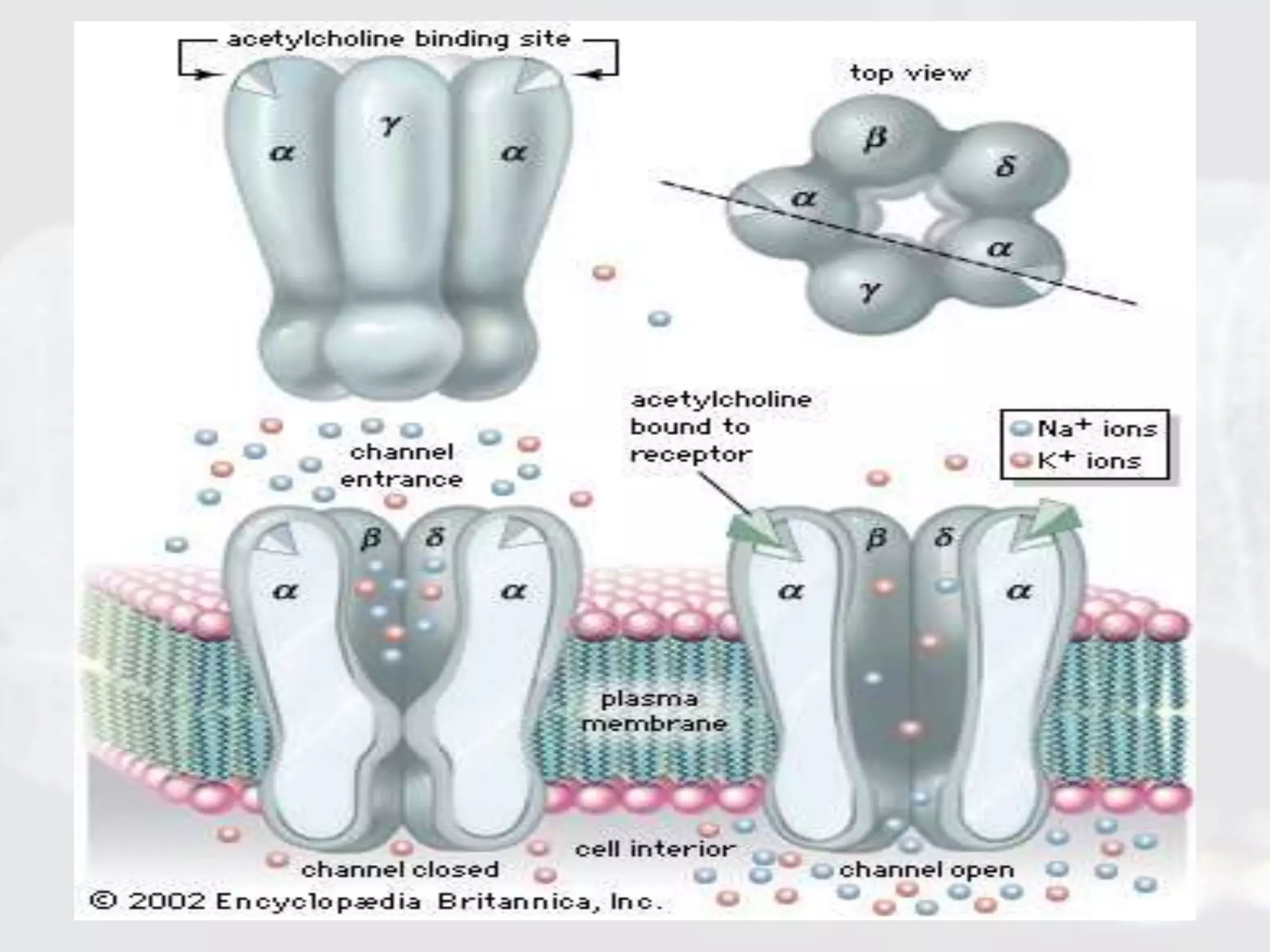 Membrane transporters and drug response | PPTX