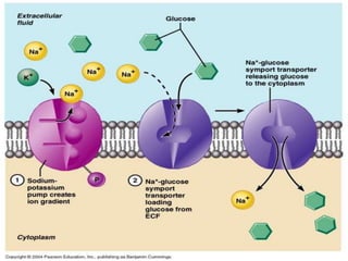 Membrane transporters and drug response | PPTX