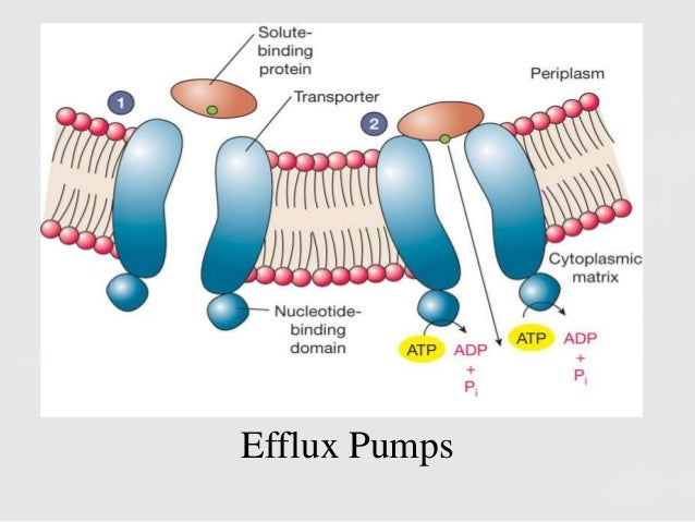 Membrane Transporters And Drug Response Membrane Transporters And Drug Response