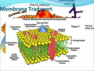 Membrane Transport
 