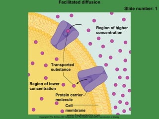 Facilitated diffusion Slide number: 1 Copyright © The McGraw-Hill Companies, Inc. Permission required for reproduction or display. Region of lower concentration Region of higher concentration www.freelivedoctor.com Cell membrane Protein carrier molecule Transported substance 